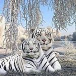 Sue Cady-Haagsma - @sue_cady_haagsma - Instagram