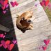Sue Chambliss - Facebook