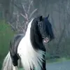 suechambliss - @suechambliss - TikTok