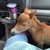 Sue Chenault - Facebook