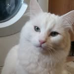 Sue Christopher - @suzipops.christopher - Instagram