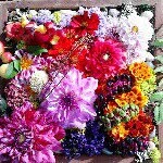 Sue Cleary - @s208dill - Instagram