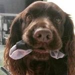 Sue Clements - @sue7clements - Instagram