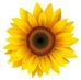 Sue Clements - Facebook