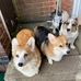 Sue Coe - Facebook