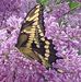 Sue Covert - Facebook