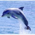 Sue Covert - @dolphin_girl_12 - Instagram