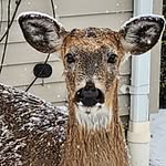 Sue Covert - @smartass1228 - Instagram