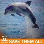 Sue Covert - @dolphinlover1228 - Instagram
