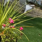 Sue - @suecovert11 - Instagram