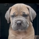 Sue Crane - @teodora_canecorso_ - Instagram