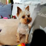 Sue Crane - @badgerandteddy - Instagram