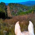 Sue Crane - @sosofhorses - Instagram
