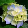 Zanna857 - @suecroft8 - TikTok