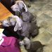 Sue Culbert - Facebook
