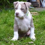 Sue Daniels - @abu1rrebulldogs - Instagram