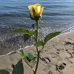 @sue_david - Instagram