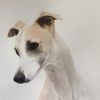 Sue Delaney31 - @suedelaneyalltalk - TikTok