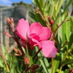 Sue Devine - @millstreet_communitycafe - Instagram