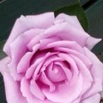 Sue Devlin - @suedevlin306 - Instagram