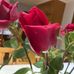 Sue De Vries - Facebook