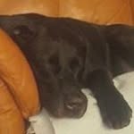Sue Dick - @shadosue - Instagram