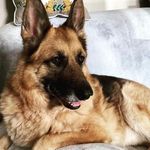 Sue Dillon - @suedillon2020 - Instagram