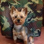 Sue Dorman - @sue.dorman.7 - Instagram