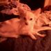 Susie Dorman - Facebook