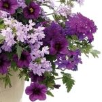 Sue Doty - @sue.doty1 - Instagram