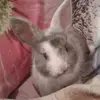 Sue Douglas - @fif_ravioli - TikTok