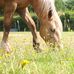Sue Downer - Facebook