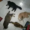 Sue_eddy - @tomeymochitheomolly - TikTok