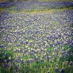 Sue Ellison - @suebaby05 - Instagram