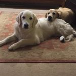 Sue Thelwell - @thelwellsue - Instagram