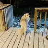 Sue Ellen Ericson Breeding - @sue.ellen.ericson - TikTok