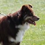 Sue Flaherty - @woofer3 - Instagram