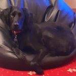 Sue Foley - @sue_foley65 - Instagram