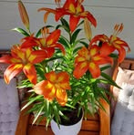 Sue Forrest - Facebook