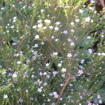 Sue Forrest - @sueforrest65 - Instagram
