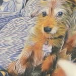 Sue Forrest - @cs.forrest - Instagram