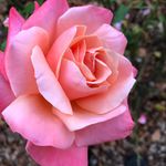 Sue Forrest - @sueforrest13 - Instagram