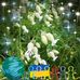 Sue Gamble - Facebook