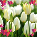 Sue Gamble - @suegamble55 - Instagram