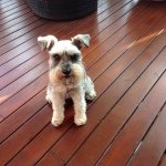 Suzie G - @suegamble63 - Instagram