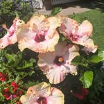 Sue Tidi-Garber - @suegarber - Instagram
