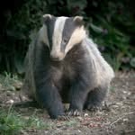 Sue Garner - @sue5455 - Instagram