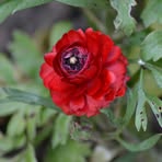 Sue Gentry - Facebook