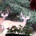 Sue Geyer - Facebook