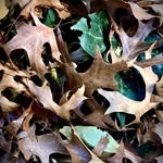 Sue Geyer-Schröder - @shoot_and_design - Instagram